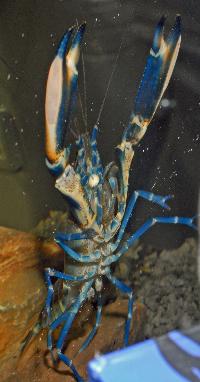 Cherax sp. 'blue moon'