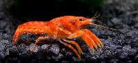 Cambarellus patzuarensis sp.'orange'