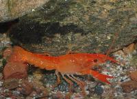 Procambarus clarkii