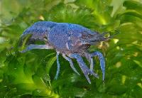Procambarus alleni (blå)