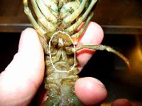 Pacifastacus leniusculus