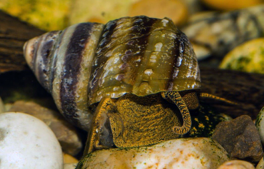 Taia naticoides