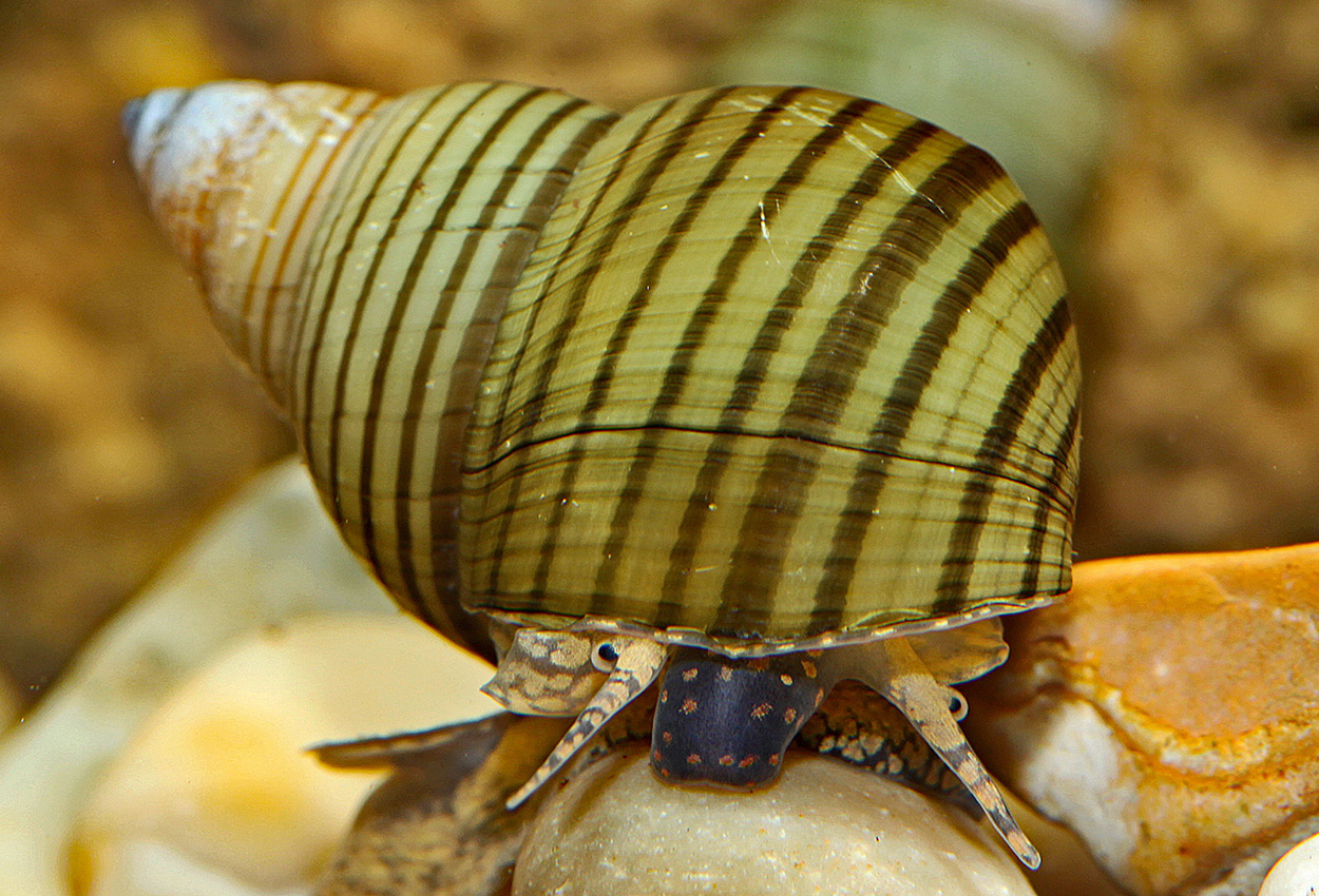 Filopaludina munensis