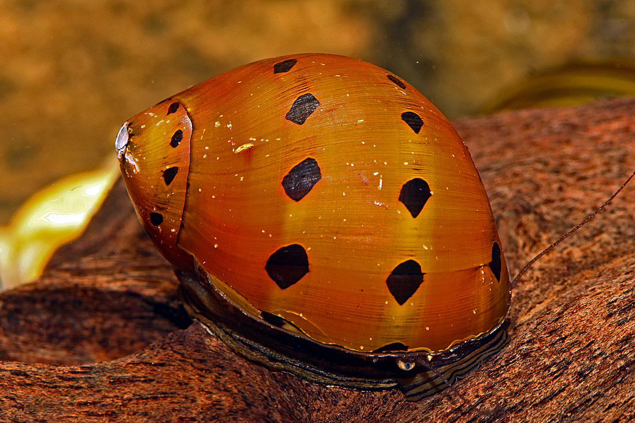 Neritina sp.