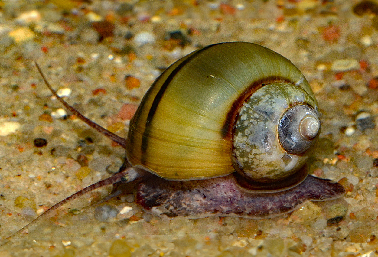 Asolene spixi