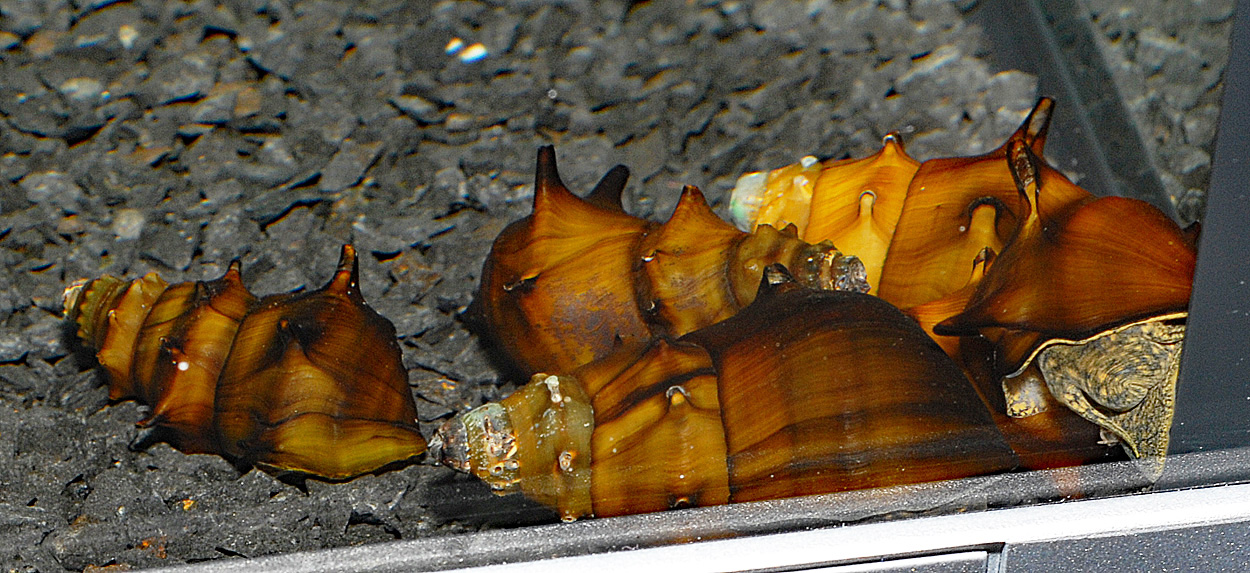 Brotia pagodula