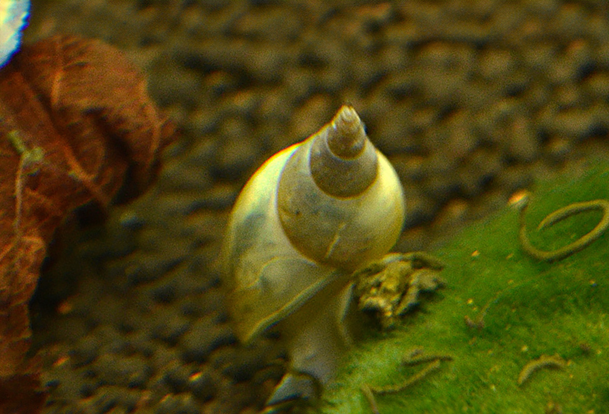 Lymnaea stagnalis