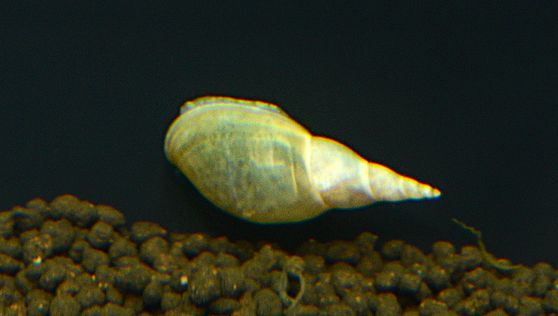 Lymnaea stagnalis
