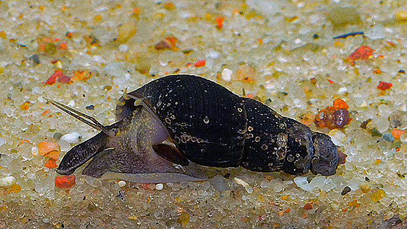 Melanoides maculata