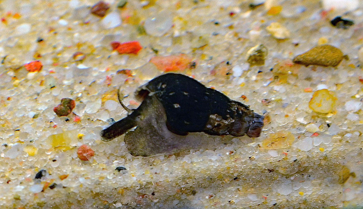 Melanoides maculata