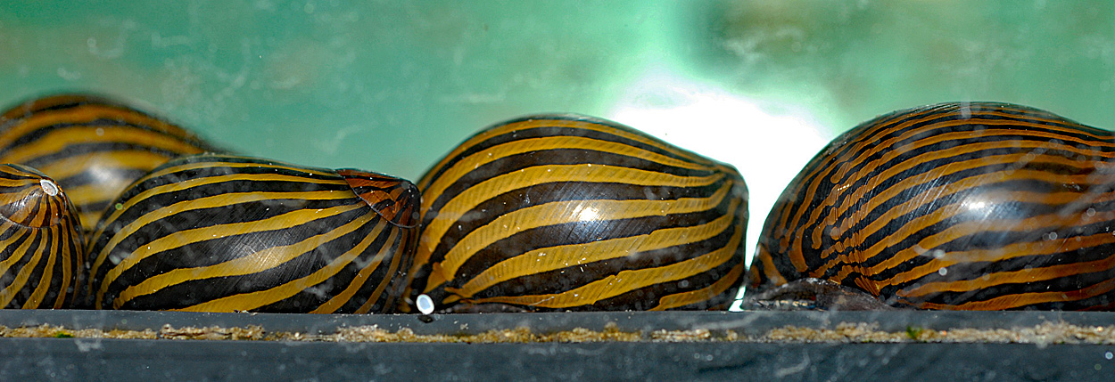 Neritina natalensis