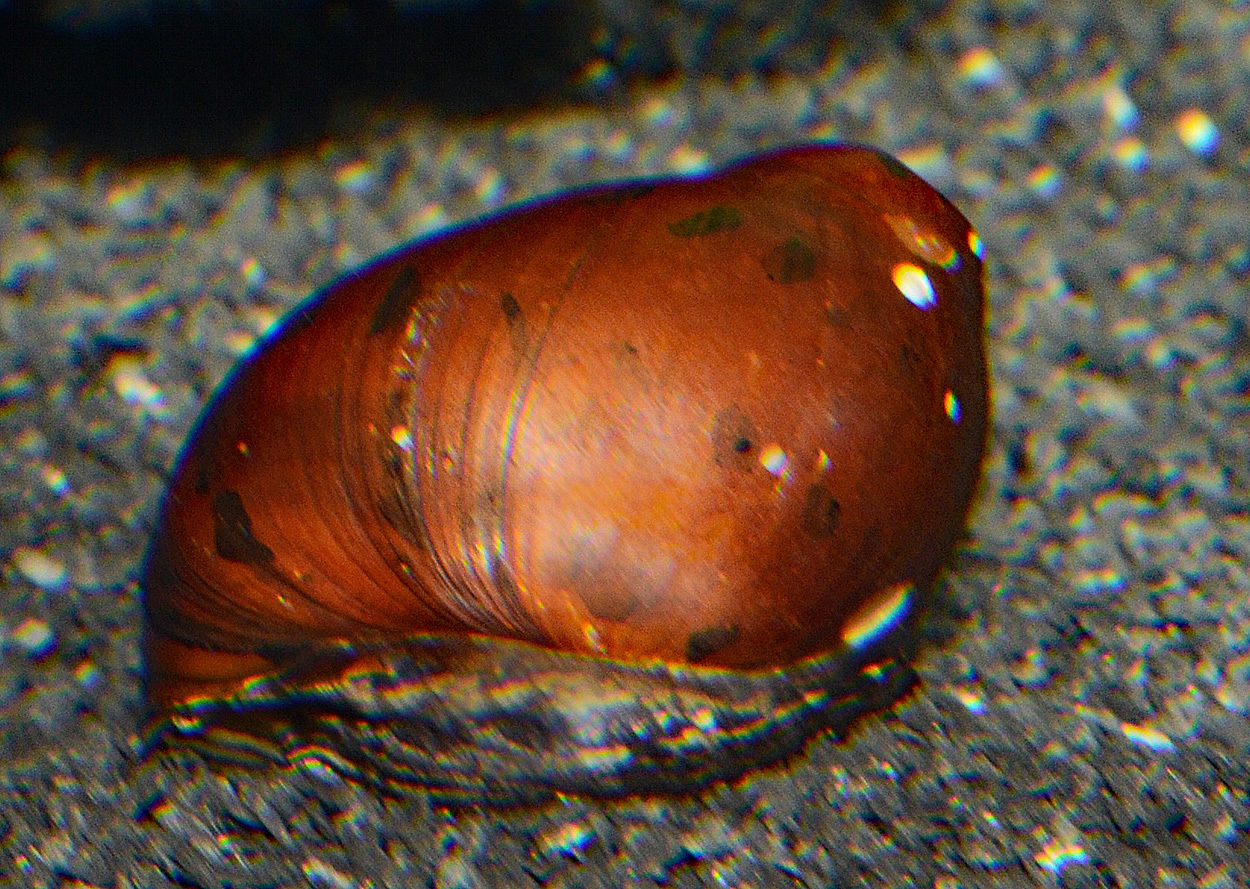 Neritina semiconica