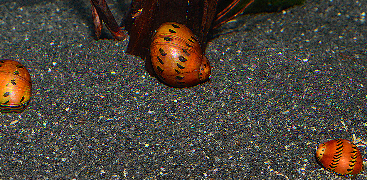 Neritina semiconica