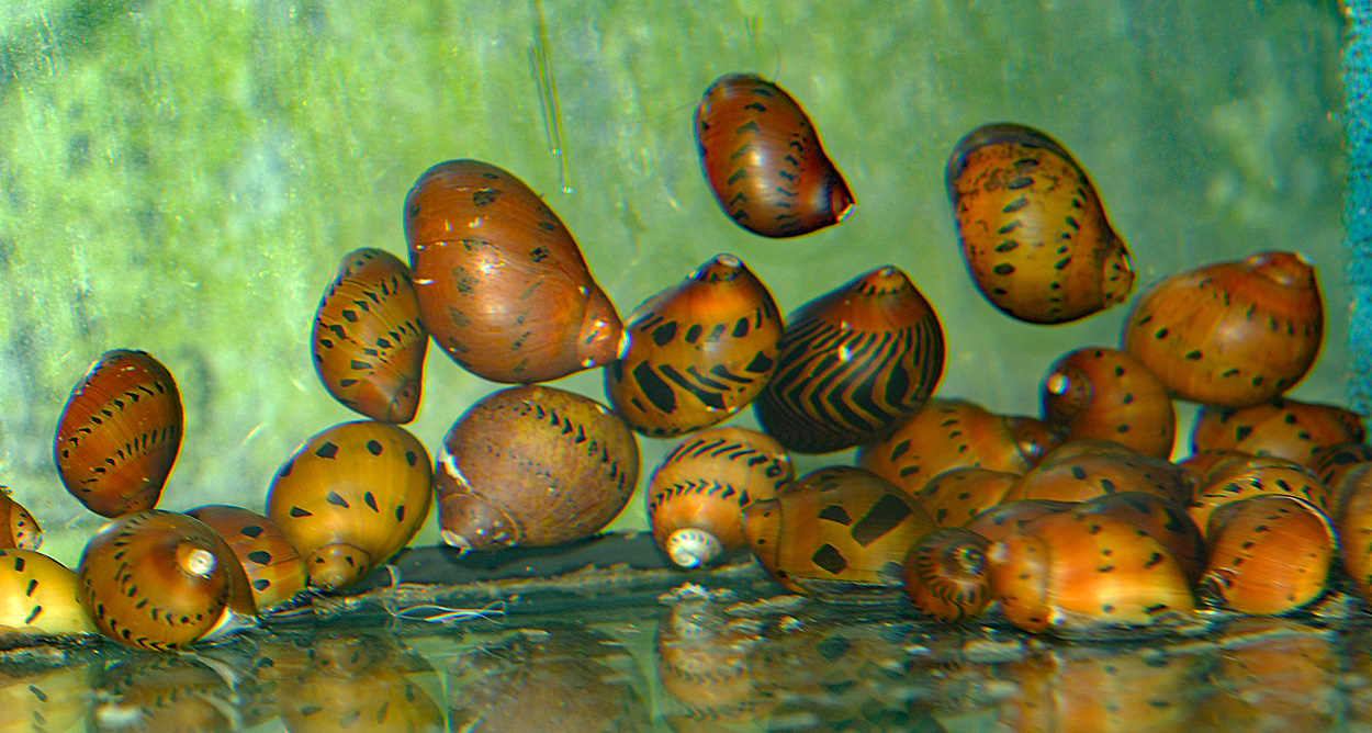 Neritina semiconica