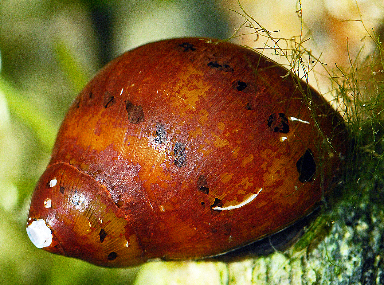 Neritina sp.