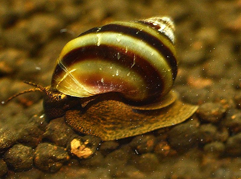Physa fontinalis