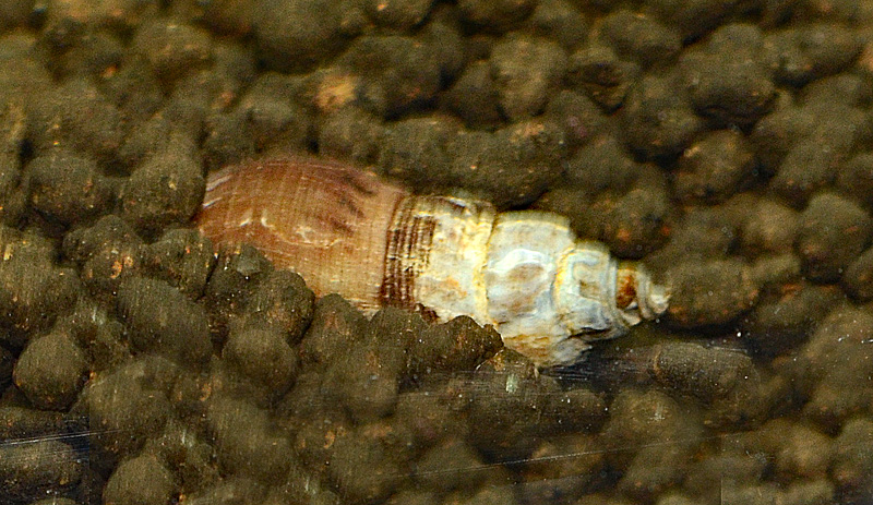 Tareiba granifera