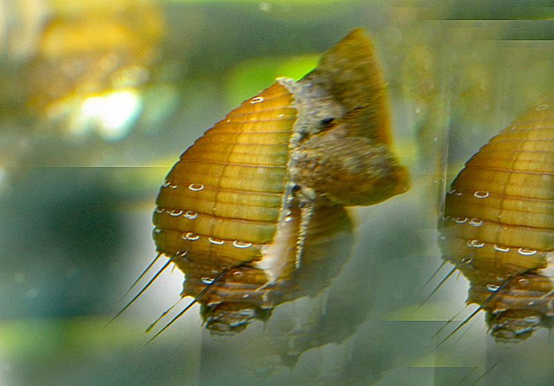 Thiara cancellata