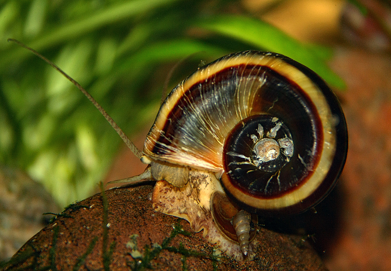 Marisa cornuaretis