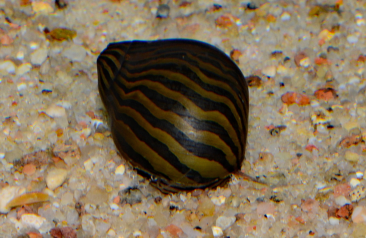 Vittina coromandeliana