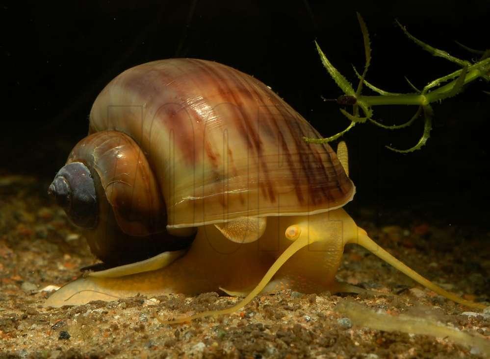 Pomacea diffusa