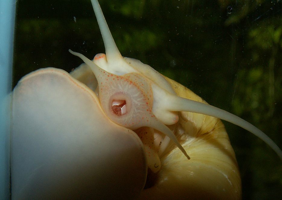 Pomacea diffusa