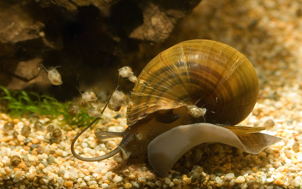 Pomacea diffusa