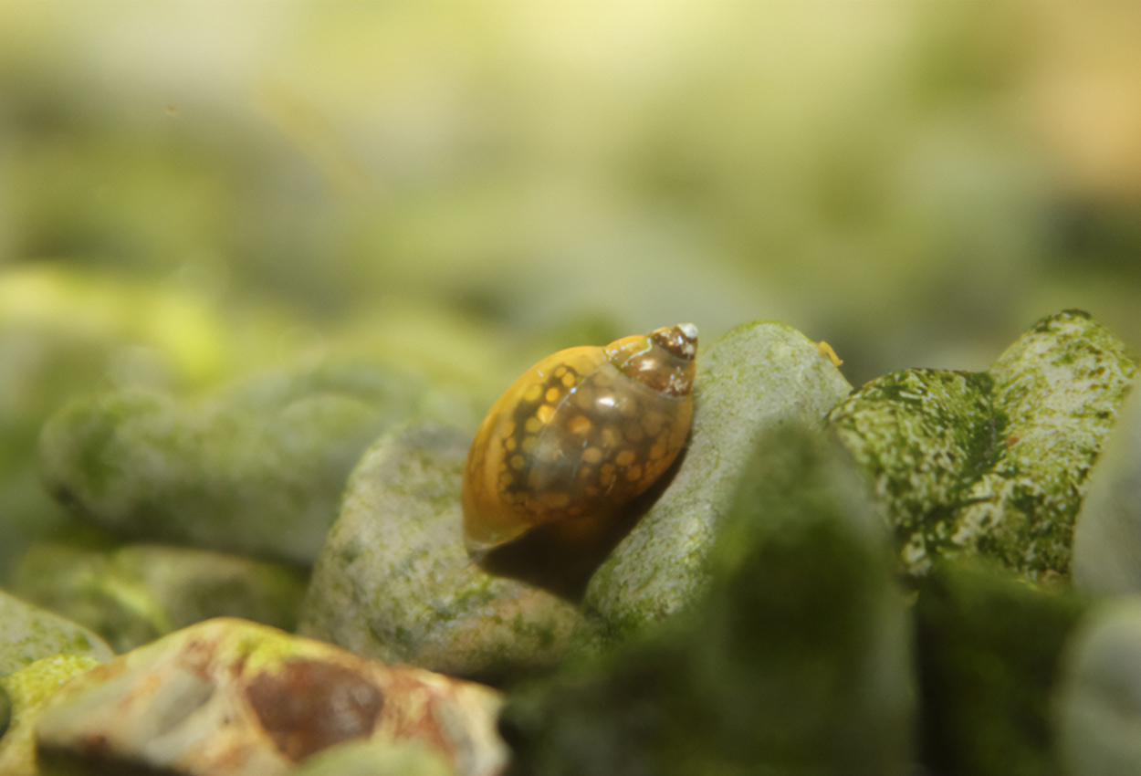 Physa sp.