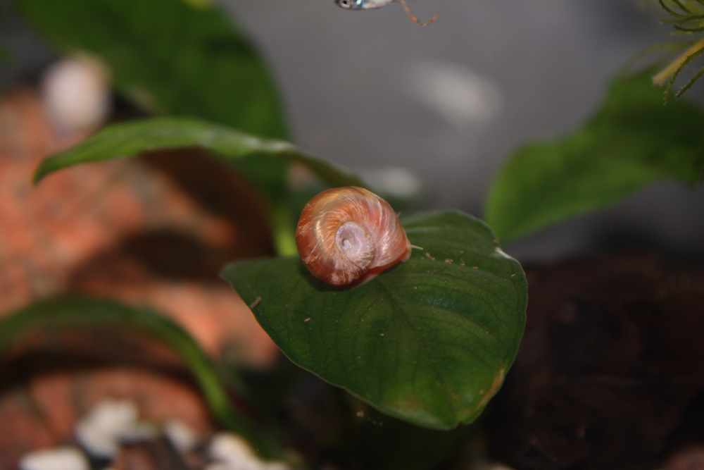 Planorbis sp.