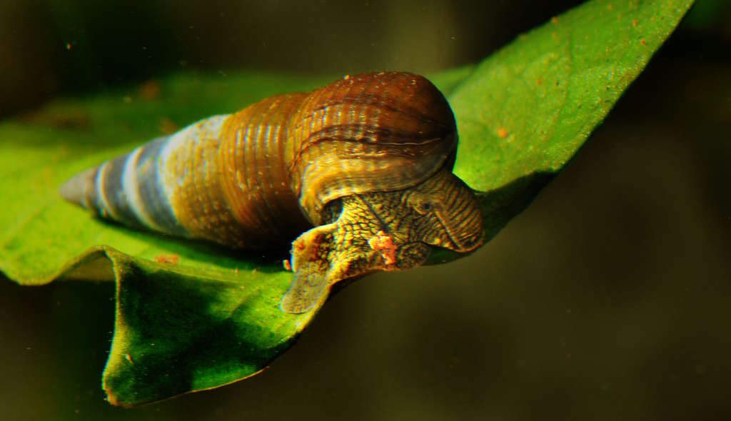 Tylomenia sp.