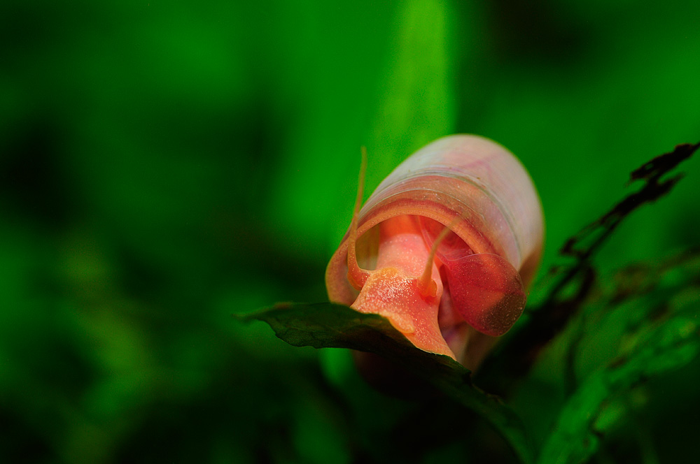 Planorbella duryi