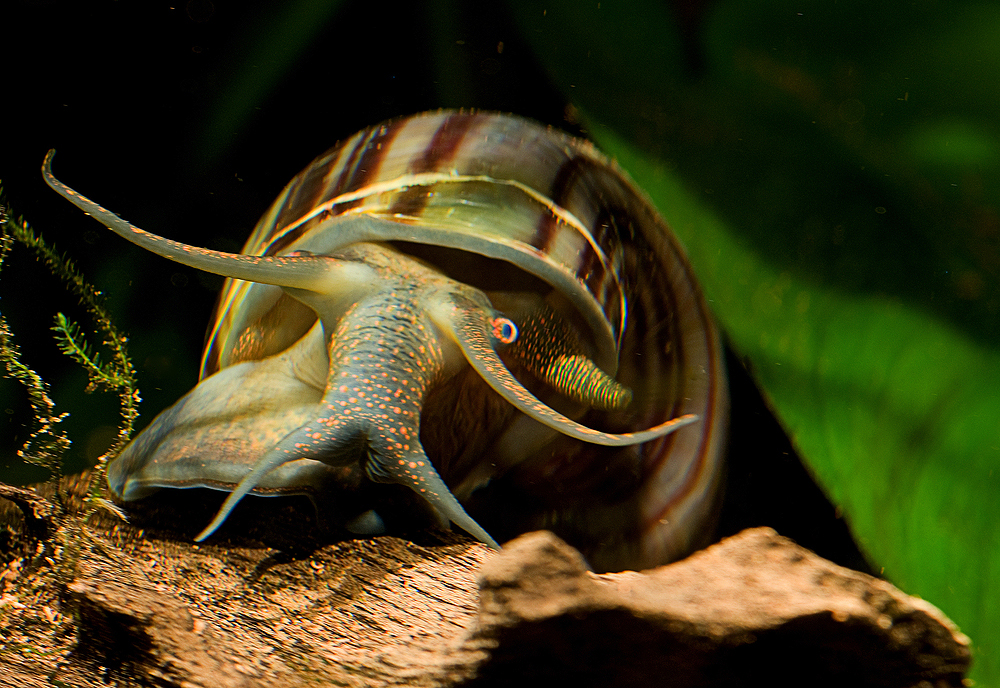 Pomacea diffusa