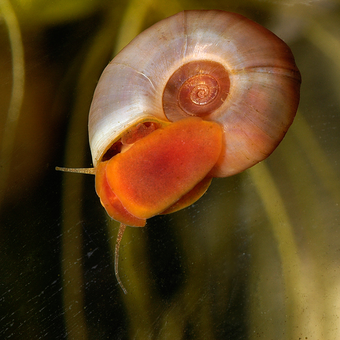 Planorbella duryi