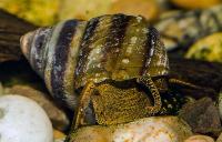 Taia naticoides