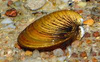 Corbicula fluminea