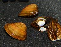Corbicula fluminea