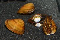 Corbicula fluminea