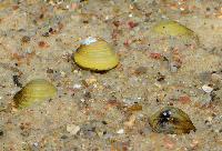 Corbicula javanicus