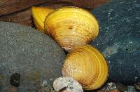 Corbicula javanicus
