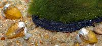 Corbicula javanicus