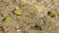 Corbicula javanicus