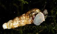 Melanoides tuberculata