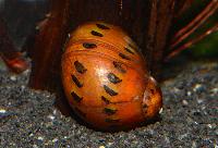 Neritina semiconica