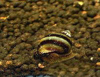 Physa fontinalis