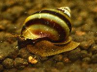 Physa fontinalis