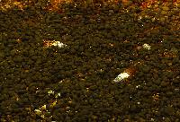 Tareiba granifera