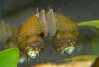 Thiara cancellata