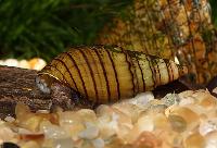 Thiara winteri