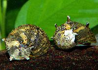 Clithon diadema