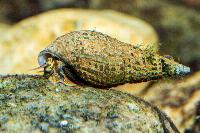 Sulcospira sp.